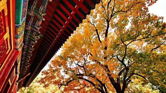 香山公園+恭王府2-7人賞秋私人導覽【上門接送/可選導遊服務】