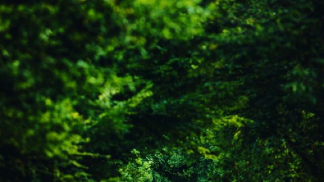 德國慕尼黑新天鵝堡+阿爾卑斯湖一日遊【專車接送-行程可調】