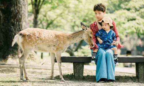 Deer Feeding in Nara