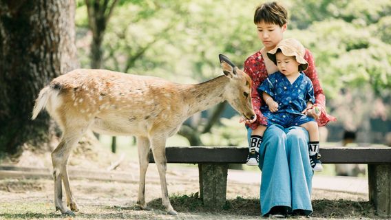Deer Feeding in Nara