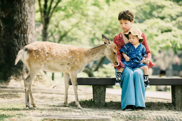 Deer Feeding in Nara