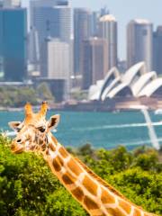 Taronga Zoo