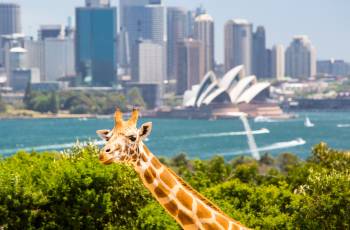 Top 50 Best Things to Do in Sydney