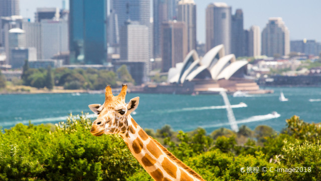 Taronga Zoo Sydney