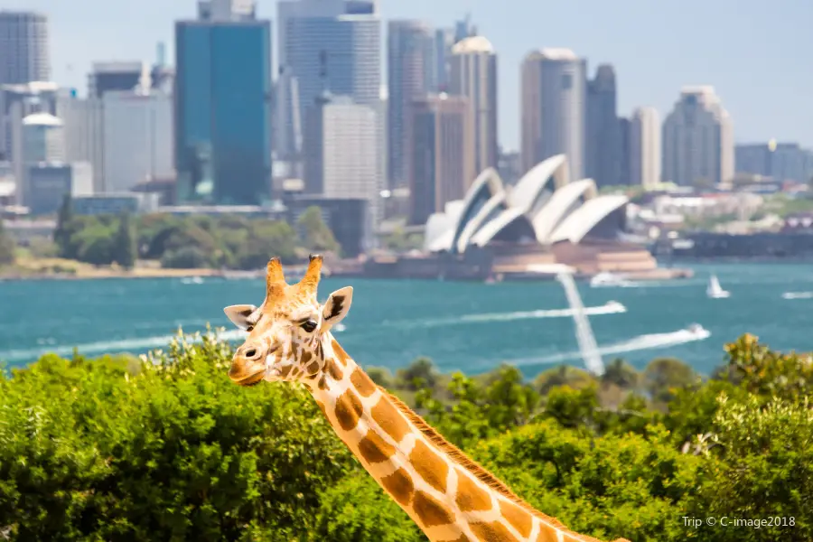 Taronga Zoo Sydney