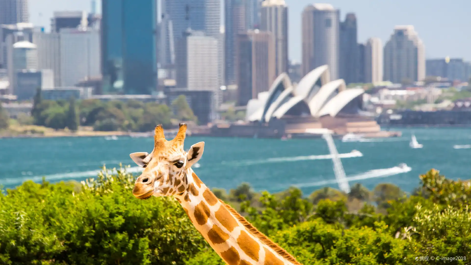 Hotels near Taronga Zoo Sydney