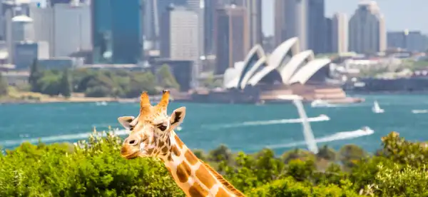 Hotels in Mosman