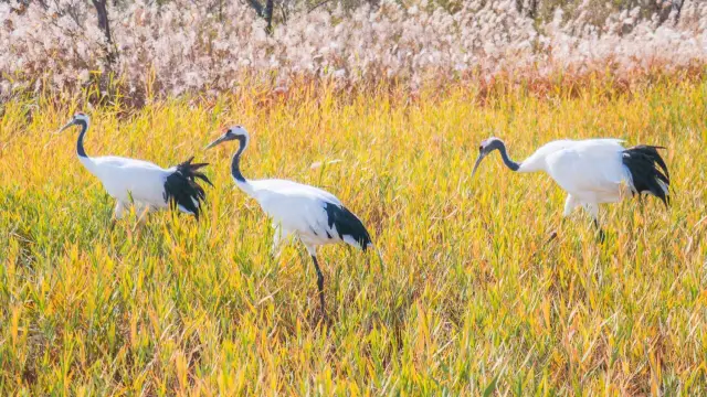 Birdwatching in Dongying