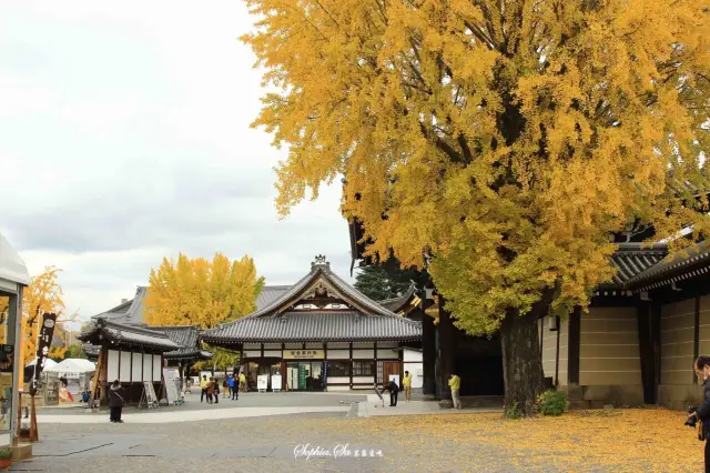 Ginkgo Viewing in Kyoto