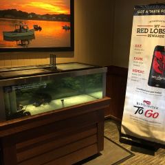 Red Lobster User Photo