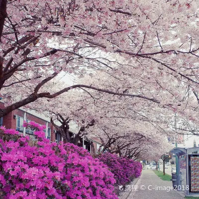 Vé máy bay Hà Nội Vancouver