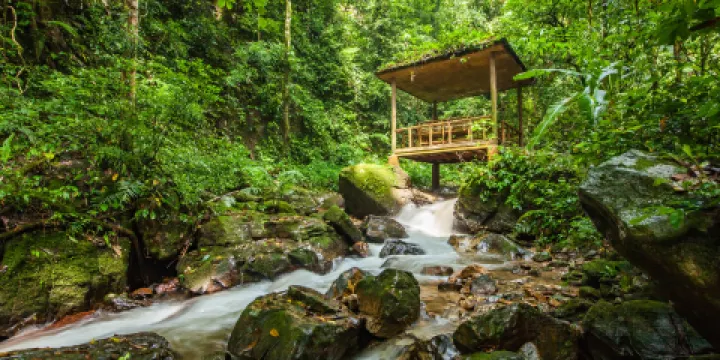 莫里熱帶雨林景區