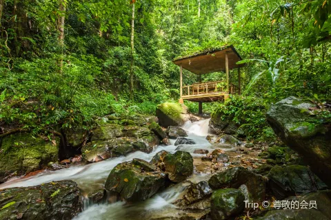Moli Tropical Rainforest Scenic Area