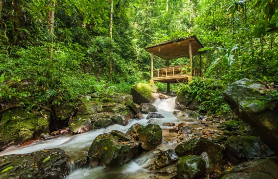 莫里熱帶雨林景區門票成人