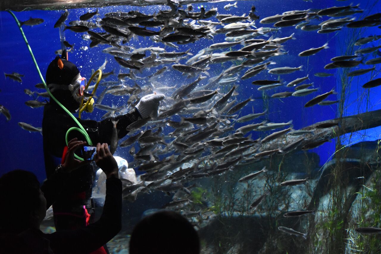 Chitose Salmon Aquarium Admission E-Ticket