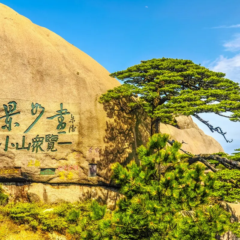 迎客松