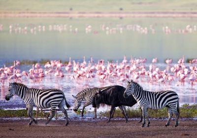 Ngorongoro