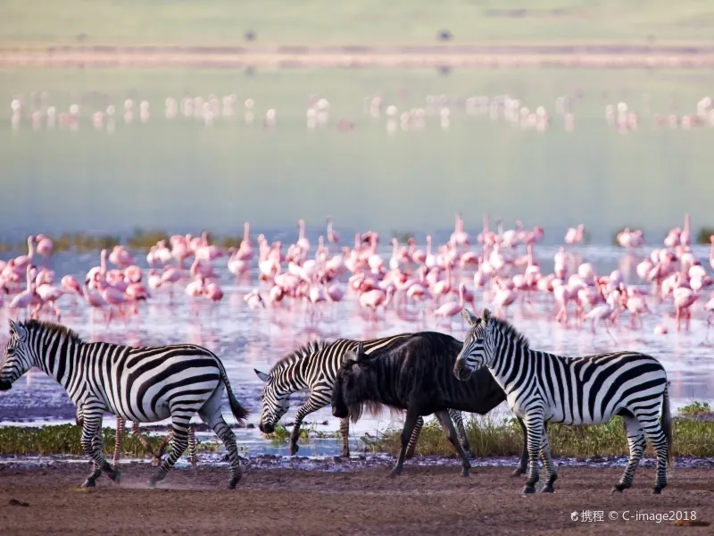 Ngorongoro