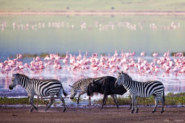 Ngorongoro