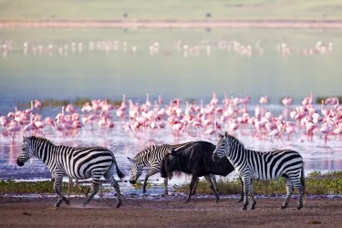 Ngorongoro