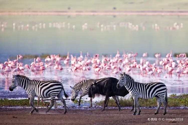 Ngorongoro