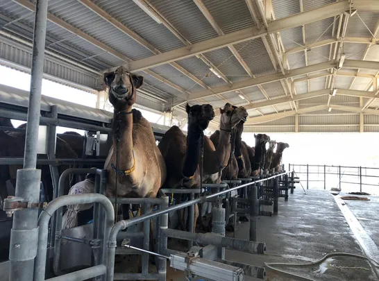 5_杜拜駱駝工廠