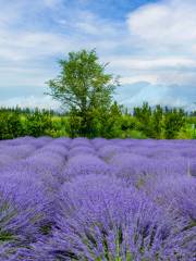 Princess Jieyou's Lavender Garden