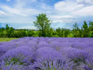 Princess Jieyou's Lavender Garden