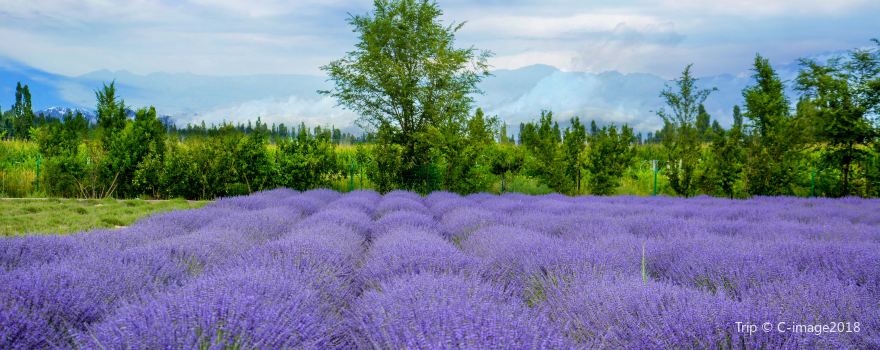 Princess Jieyou Lavender Garden