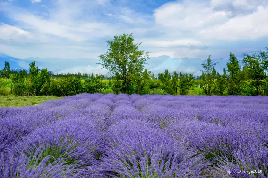 Princess Jieyou's Lavender Garden