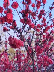 金鄉縣金平湖公園