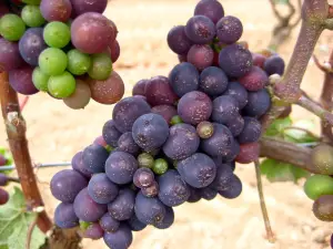Dennis Vineyards Winery