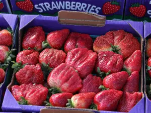 Florida Strawberry Festival Office