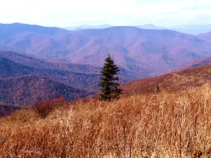 Graveyard Fields