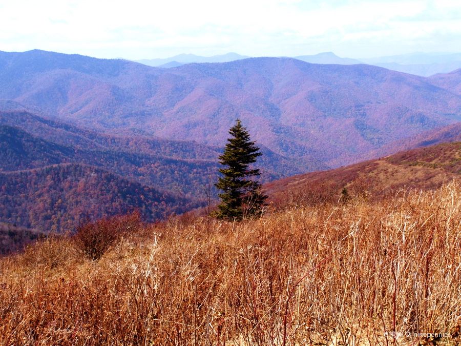 Graveyard Fields