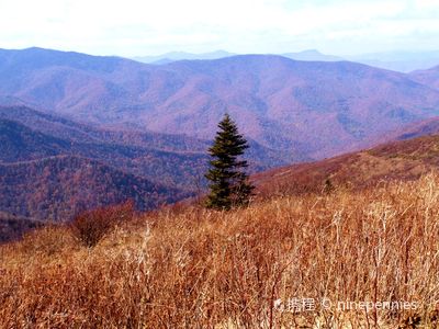 Graveyard Fields