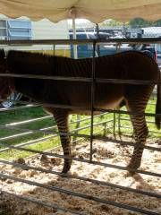 Animal Farm Petting Zoo