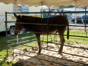 Animal Farm Petting Zoo