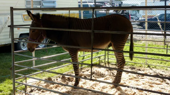 Animal Farm Petting Zoo