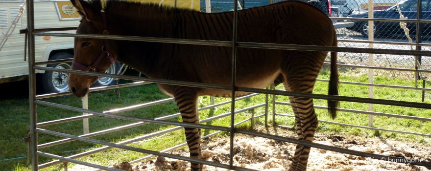 Animal Farm Petting Zoo
