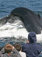 7 Seas Whale Watch