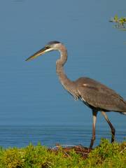 Pelican Island National Wildlife Refuge