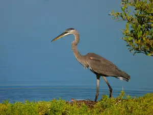 Pelican Island National Wildlife Refuge