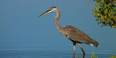 Pelican Island National Wildlife Refuge