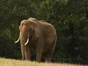 Howletts Wild Animal Park