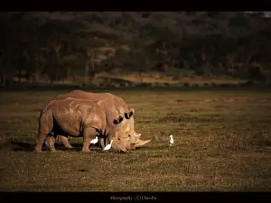 African Safari Wildlife Park