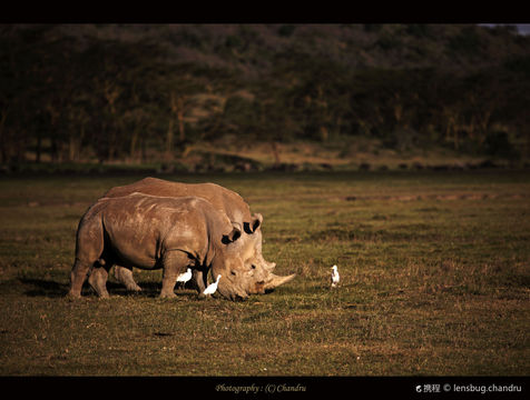 African Safari Wildlife Park