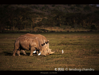 African Safari Wildlife Park