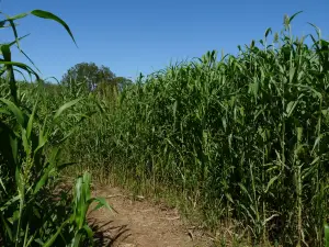 スウィート・ベリー・ファーム