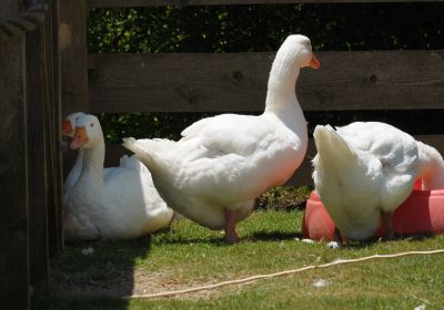 バーミンガム動物園